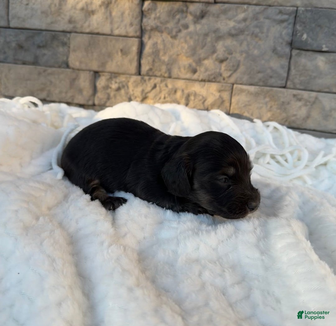 Miniature Dachshund dogs for sale: Duke - Ad 1