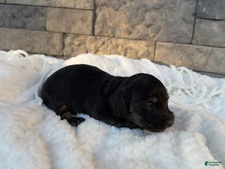 Miniature Dachshund dogs Duke - Ad 2