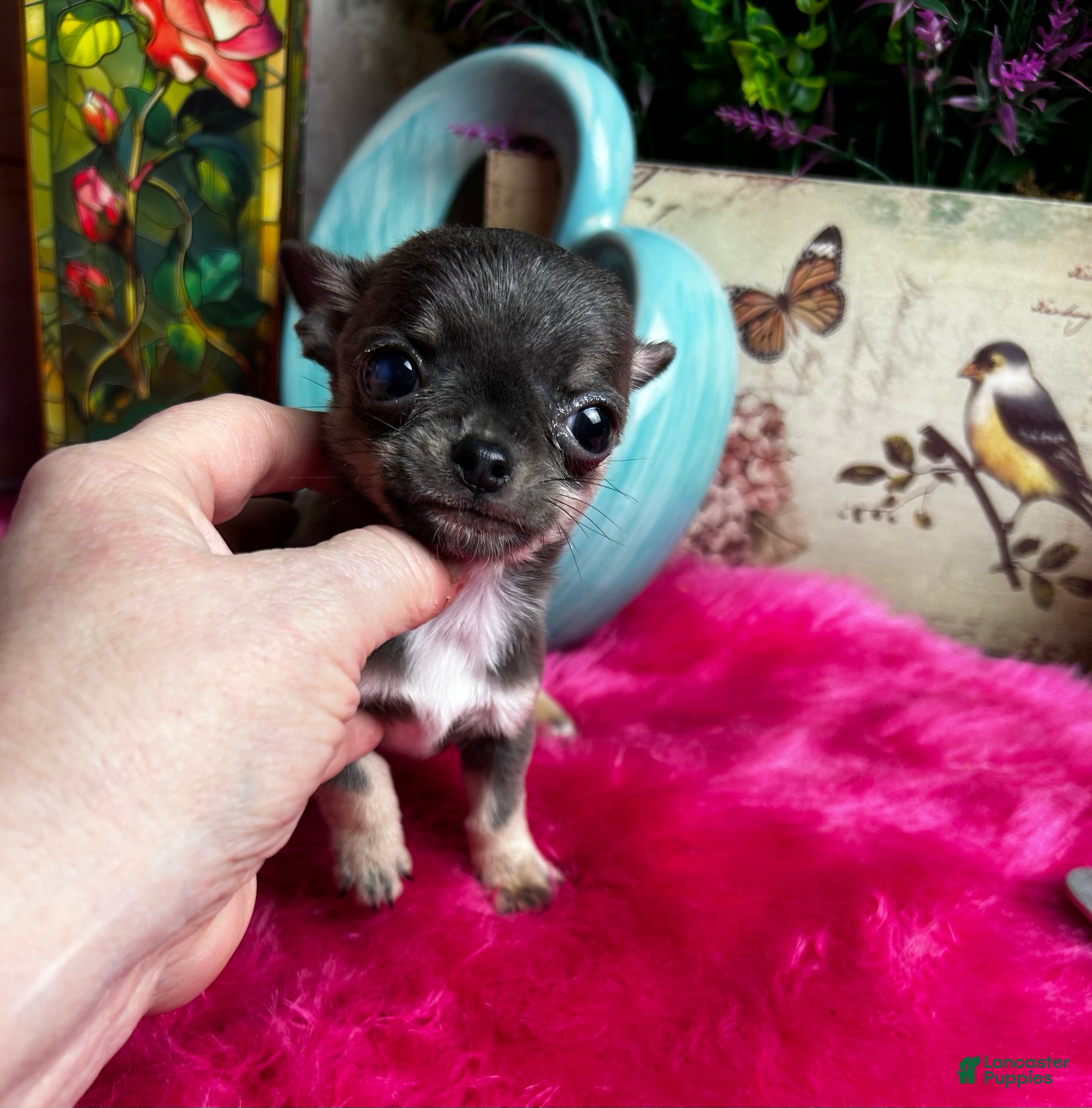 Chihuahua dogs BLUEJAY  - Ad 2