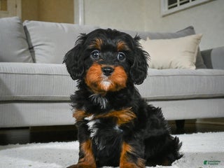 Cavapoo dogs Ace - Ad 13