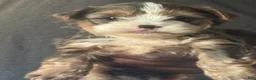 Yorkiepoo dogs for sale: Yorkiepoo 2 - Ad 4