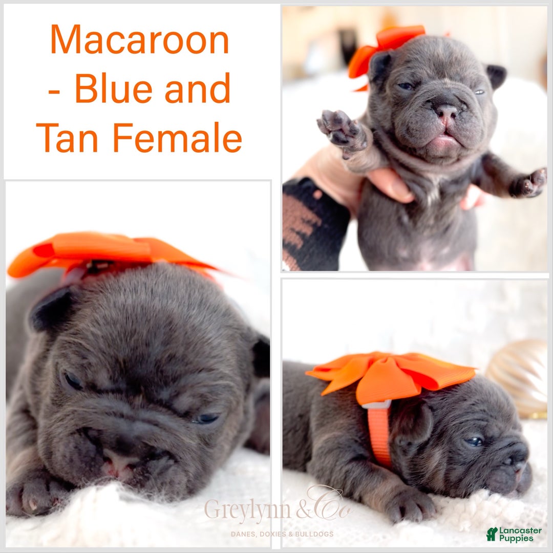 French Bulldog dogs for sale: Macaroon - Ad 1