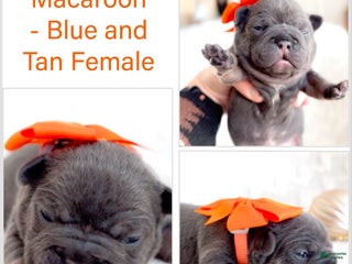 French Bulldog dogs Macaroon - Ad 5