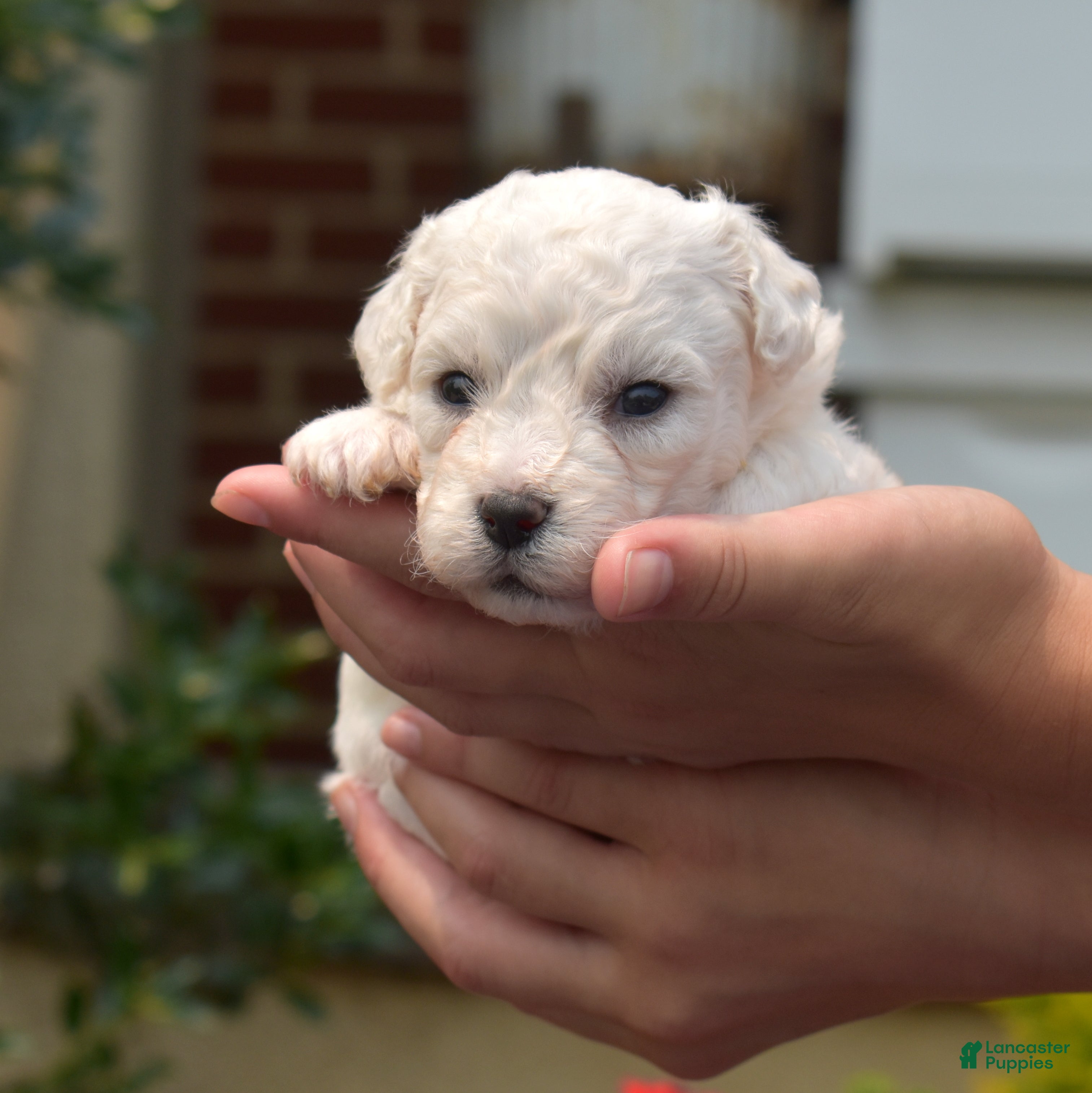 Bichon Frise dogs Blizzard - Ad 1