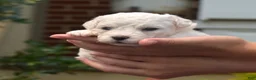 Bichon Frise dogs for sale: Blizzard - Ad 1