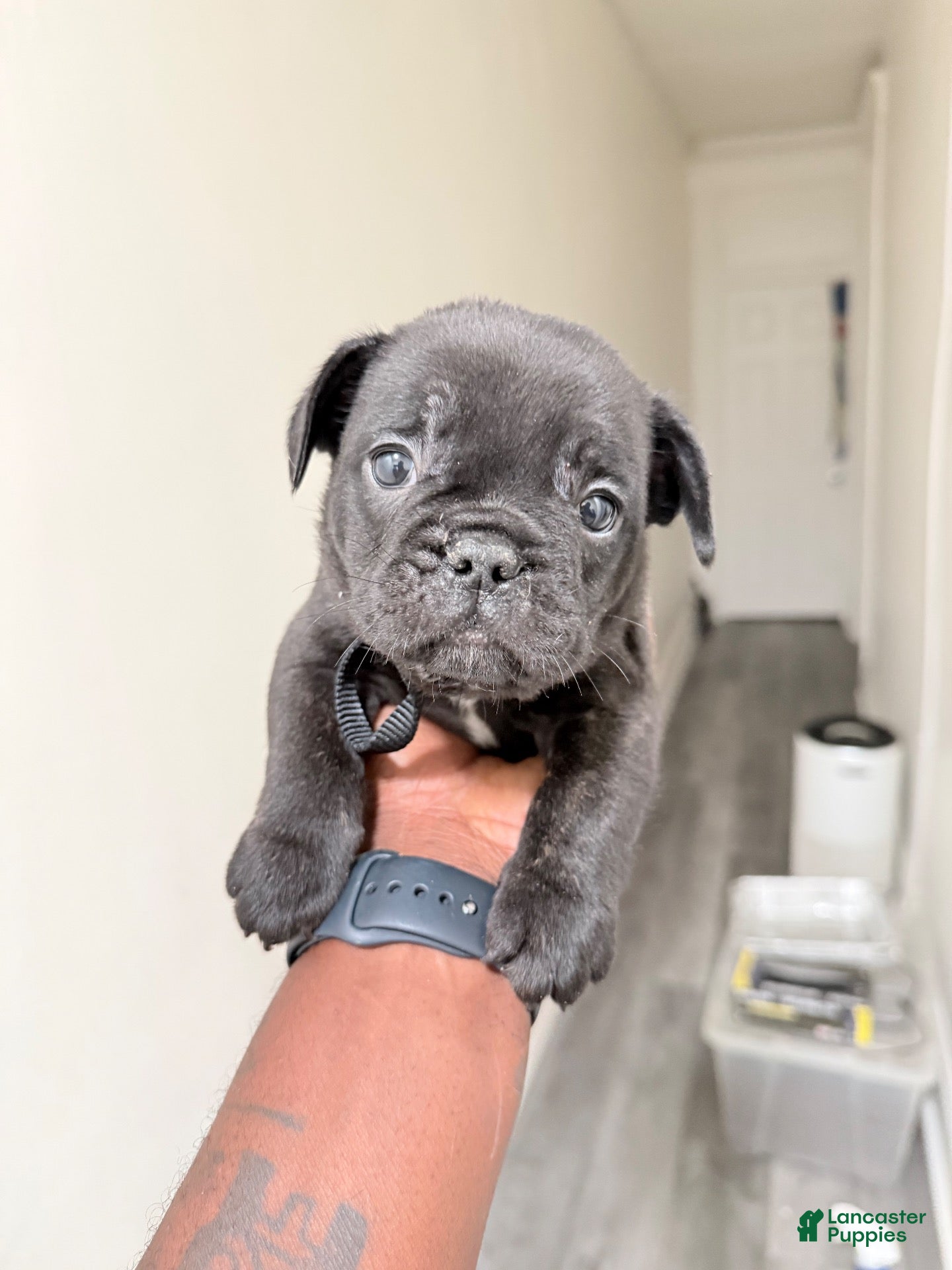 French Bulldog dogs French Bulldog 1 - Ad 1