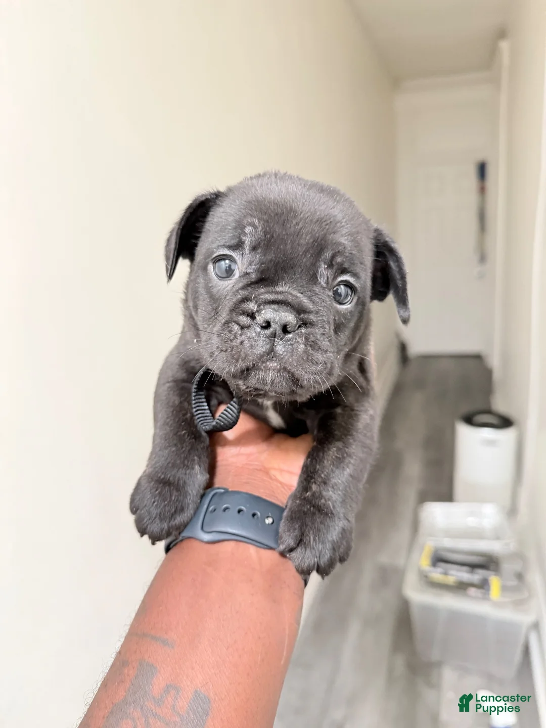 French Bulldog dogs for sale: French Bulldog 1 - Ad 1