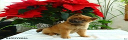 Shiba Inu dogs for sale: Kisses - Ad 1