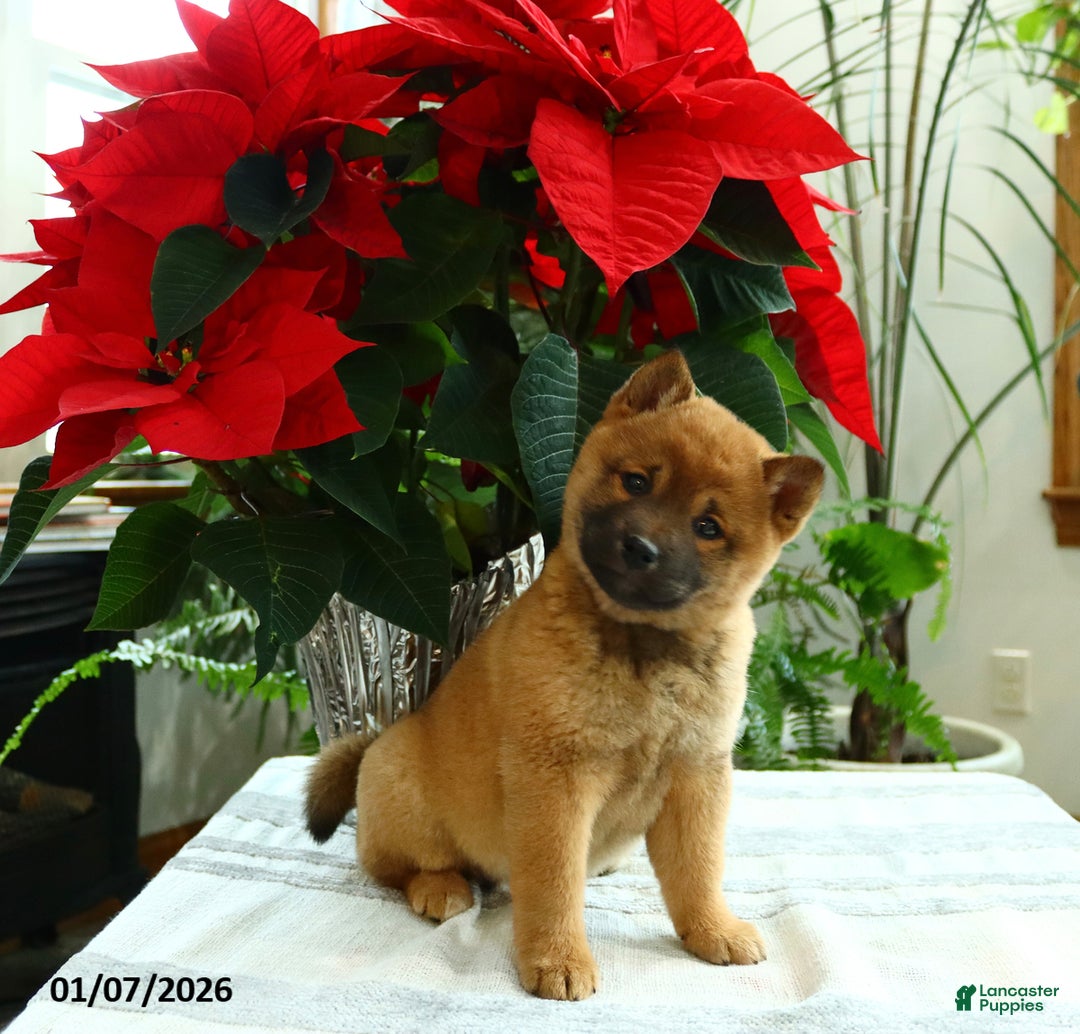 Shiba Inu dogs for sale: Kisses - Ad 1