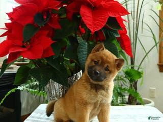 Shiba Inu dogs Kisses - Ad 35