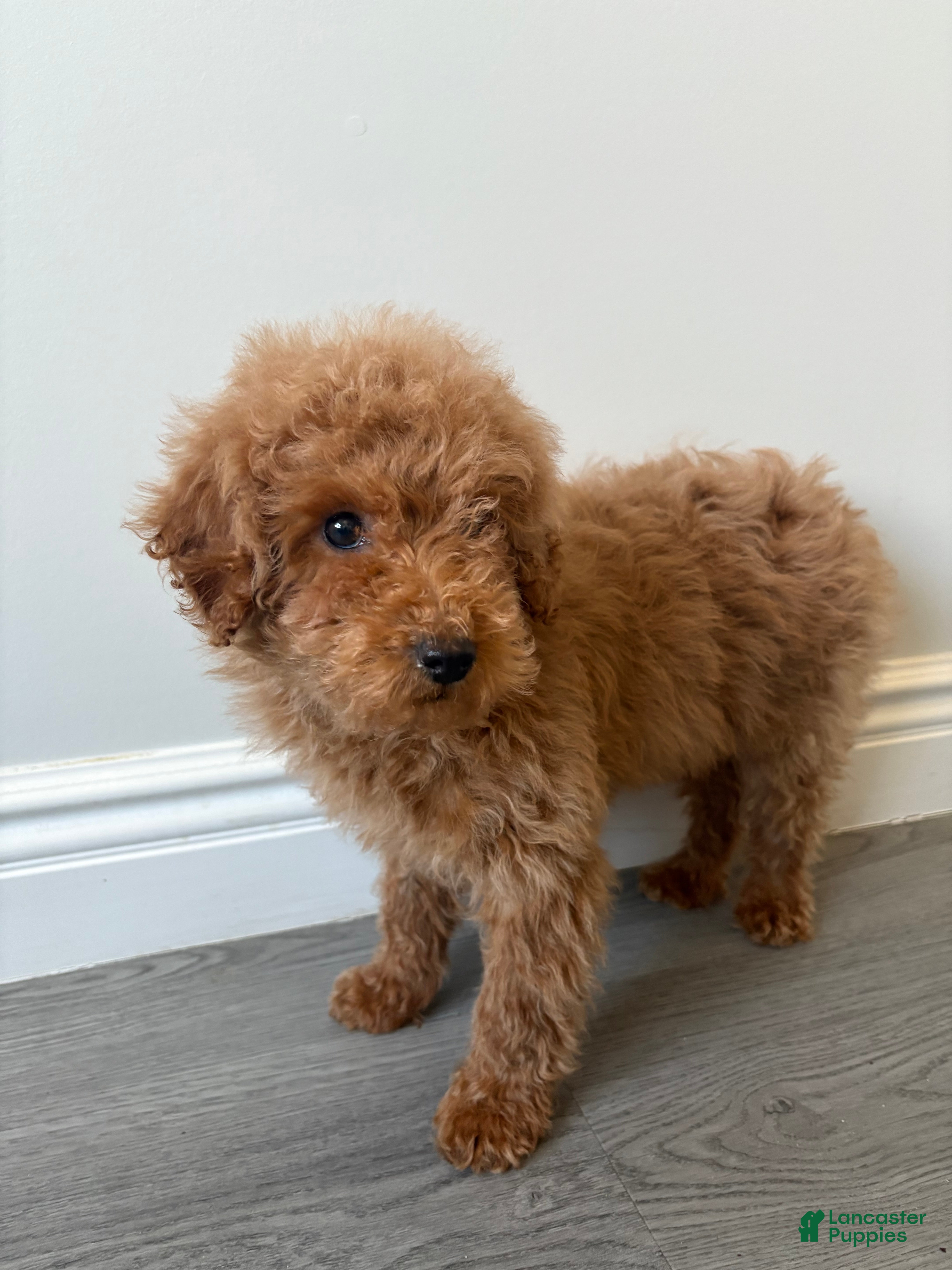 Toy Poodle dogs Toy Poodle Paul - Ad 2