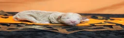 Havapoo dogs for sale: Aramis  - Ad 6