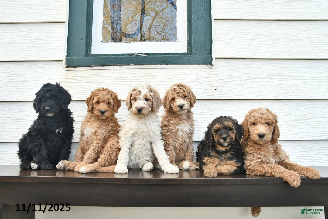 Standard Poodle dogs for sale: Honey   - Ad 5