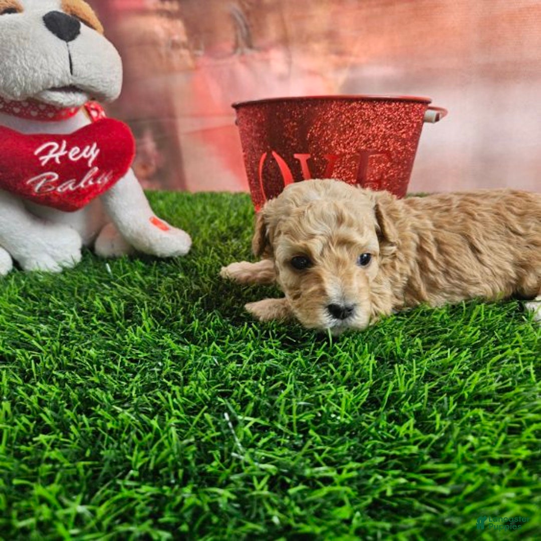 Toy Poodle dogs for sale: Timmy - Ad 8