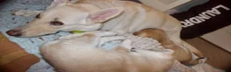 Gerberian Shepsky dogs for sale: Leif - Ad 19