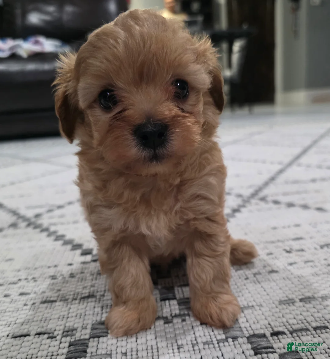 Maltipoo dogs for sale: Maltipoo Puppy 1 - Ad 3