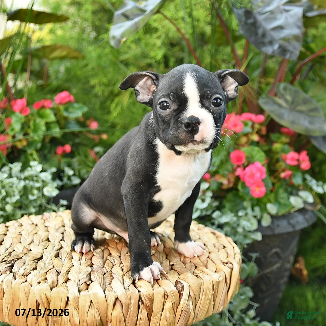 Boston Terrier dogs for sale: Benett - Ad 1