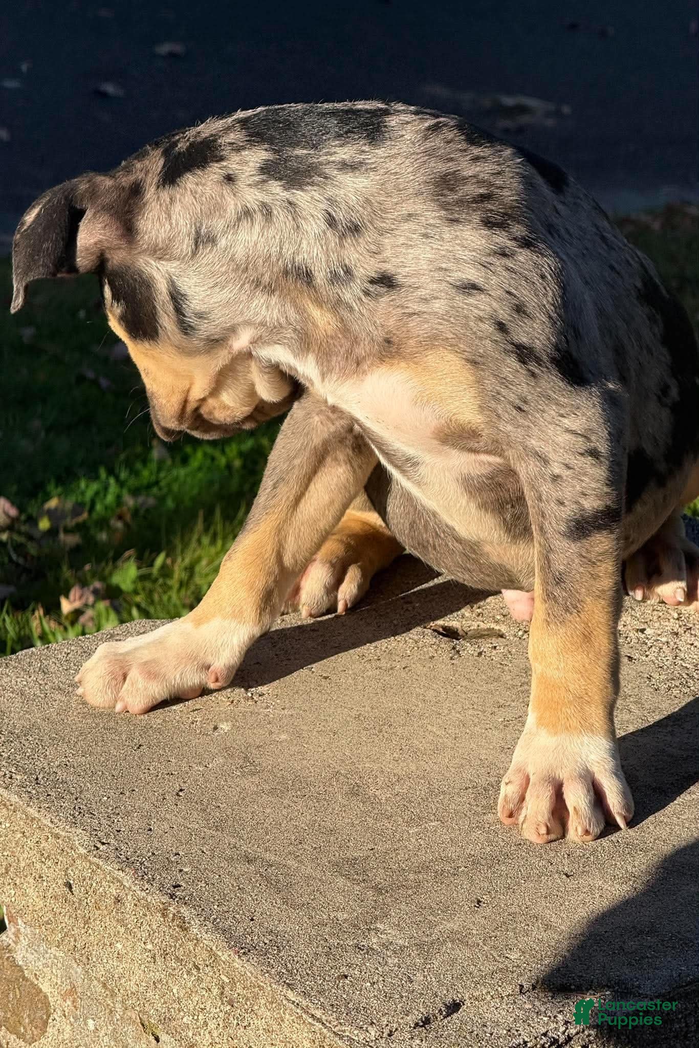 American Bully dogs for sale: Monopoly - Ad 2