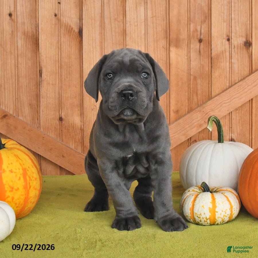 Cane Corso dogs Captin - Ad 1