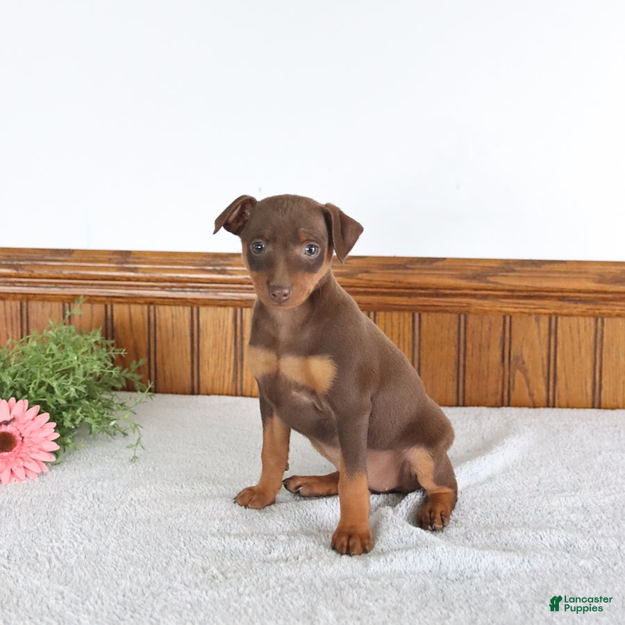 Miniature Pinscher dogs Jenny - Ad 2