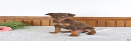Miniature Pinscher dogs for sale: Jenny - Ad 2