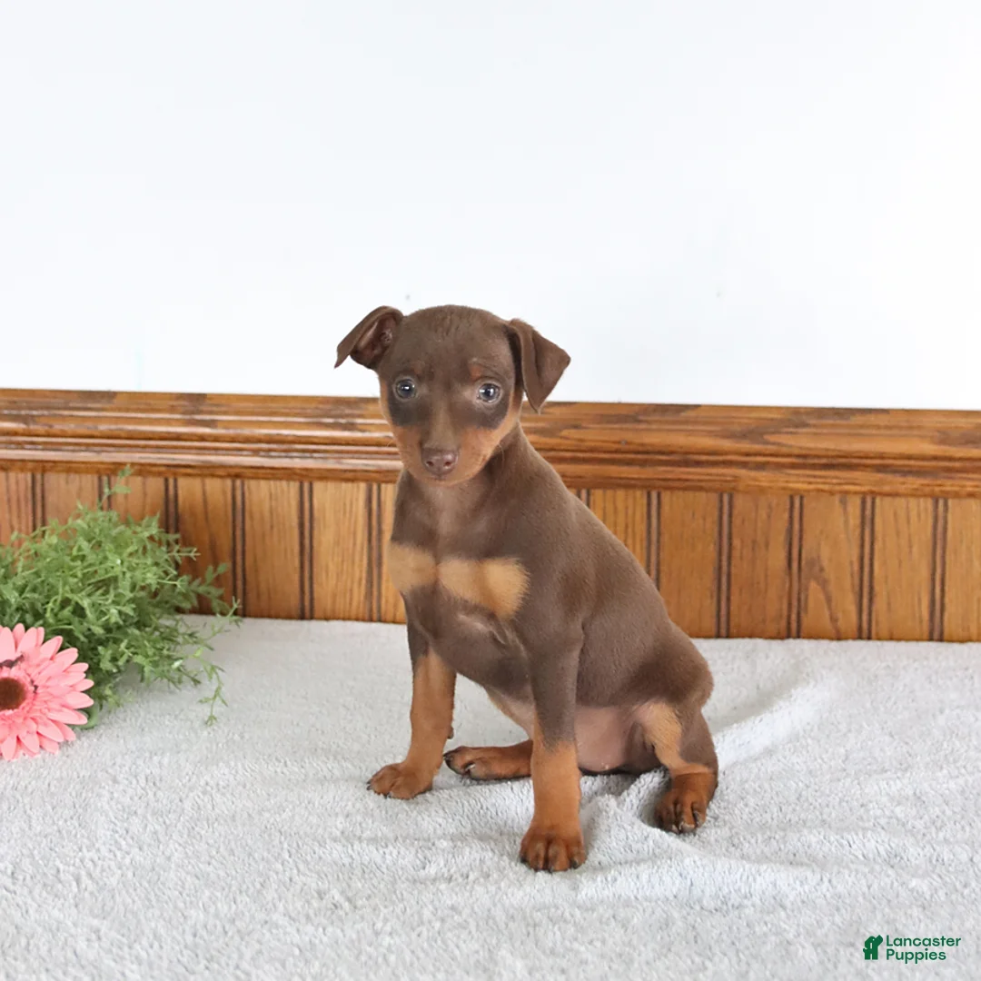 Miniature Pinscher dogs for sale: Jenny - Ad 2