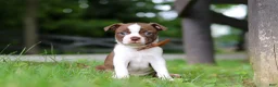 Boston Terrier dogs for sale: Champ - Ad 2