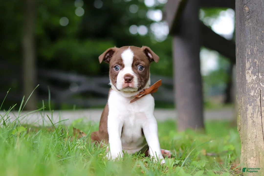 Boston Terrier dogs for sale: Champ - Ad 2