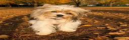 Biewer Terrier dogs for stud:  Biewer Terrier exotic STUD SERVICE(NO FOR SALE) - Ad 1