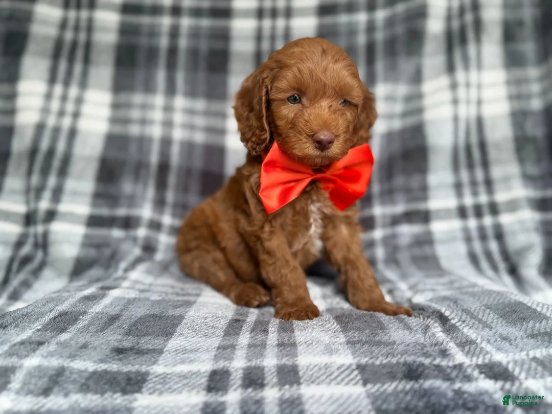 Cockapoo dogs for sale: Max - Ad 9