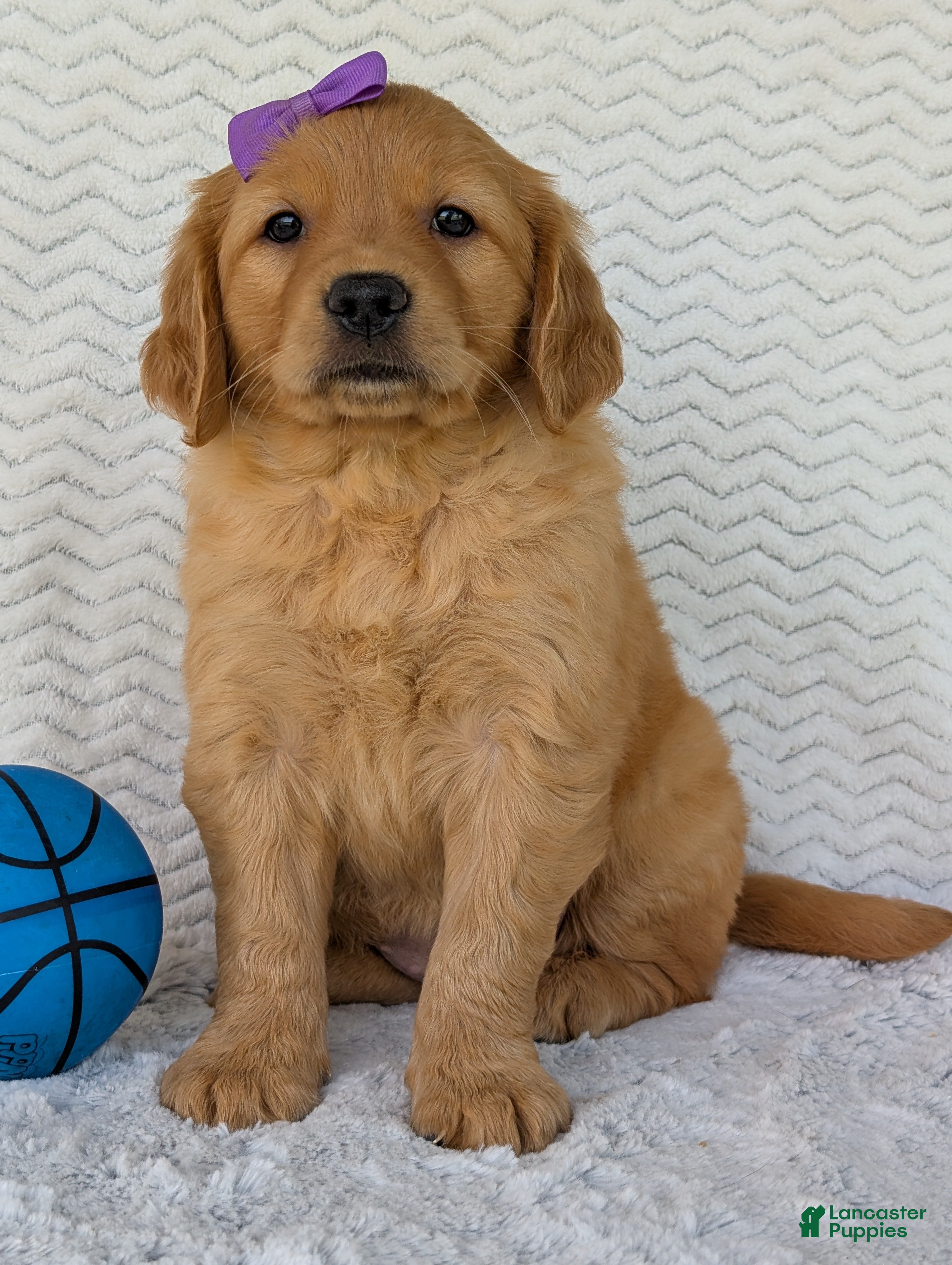 Golden Retriever dogs Miss Pippa  - Ad 2