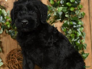Giant Schnauzer dogs - Ad 3