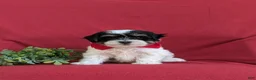 Havapoo dogs for sale: Raydar Hypoallergenic - Ad 3