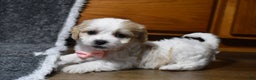 Cavachon dogs for sale: Hadley  - Ad 4