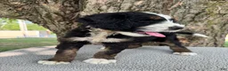 Bernedoodle dogs for sale: Sammy - Ad 7