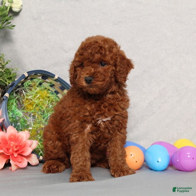 Miniature Poodle dogs Gracelynn - Ad 2