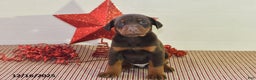 Doberman Pinscher dogs for sale: Bella   - Ad 2