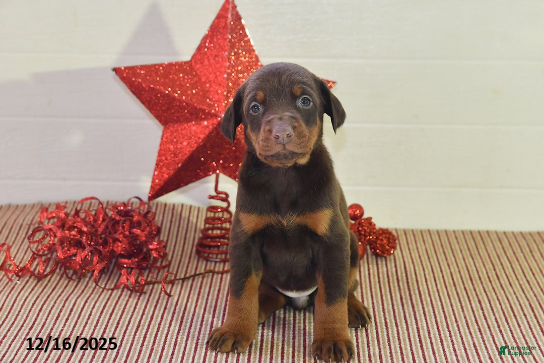 Doberman Pinscher dogs for sale: Bella   - Ad 2
