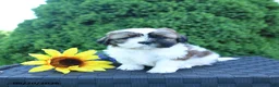Shih Tzu dogs for sale: Latte - Ad 1