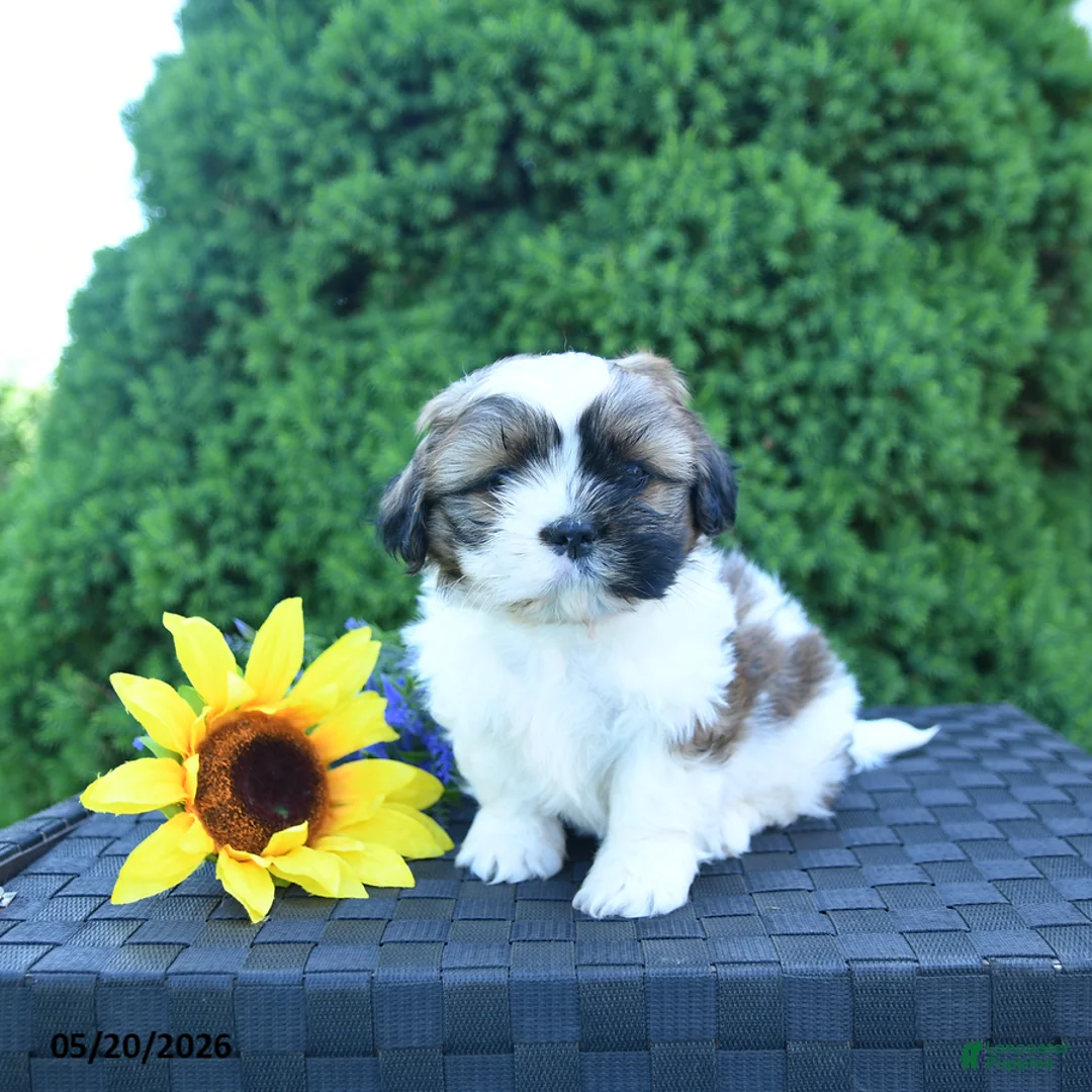 Shih Tzu dogs for sale: Latte - Ad 1