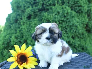 Shih Tzu dogs for sale: Latte - Ad 4