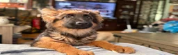 German Shepherd dogs for sale: Cuddles - Ad 15