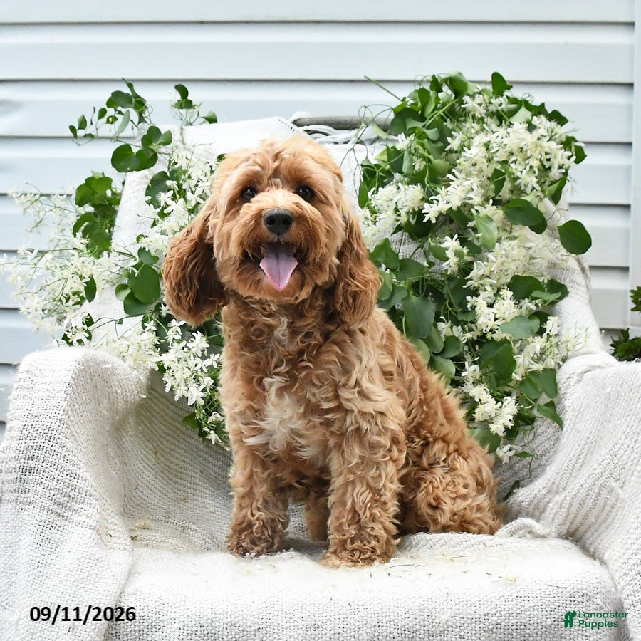 Cockapoo dogs Josy - Ad 1