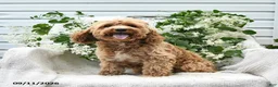 Cockapoo dogs for sale: Josy - Ad 1