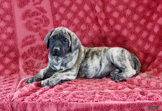 English Mastiff dogs Lily - Ad 23