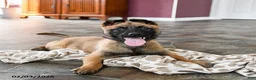 Belgian Malinois dogs for sale: Poppy - Ad 3