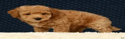Bichpoo dogs for sale: Gander - Ad 8