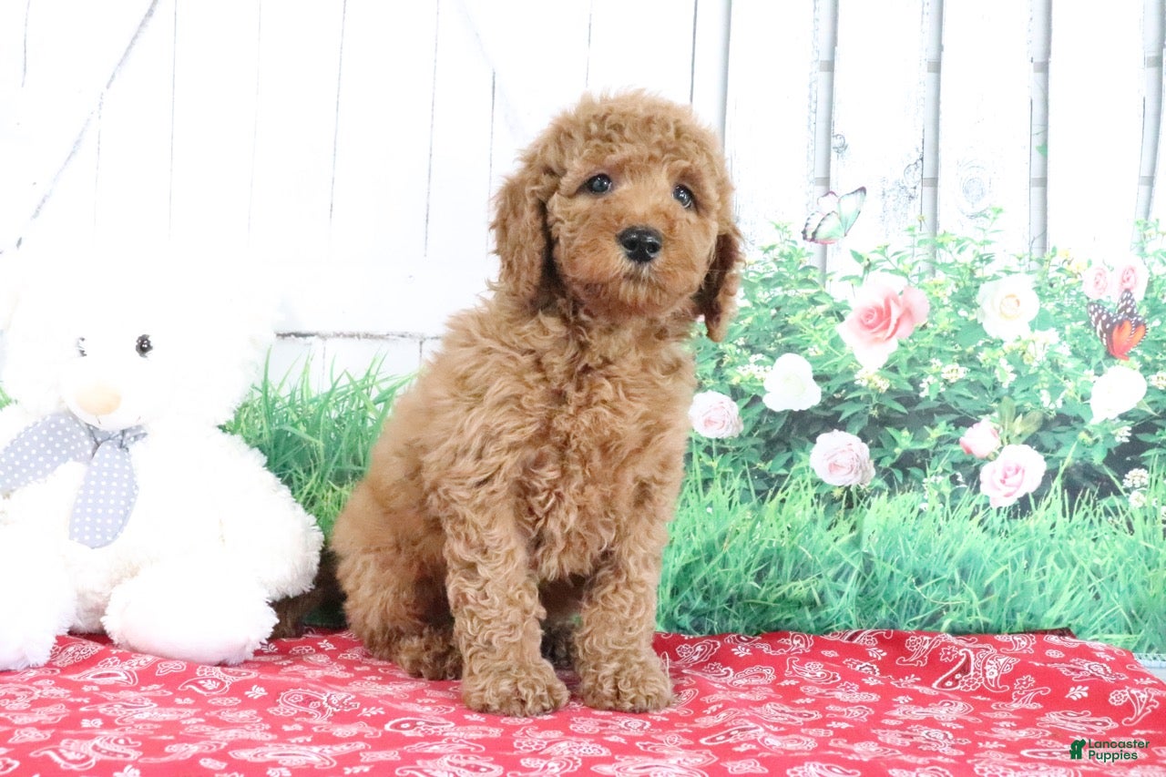 Mini Goldendoodle dogs Thunder - Ad 1