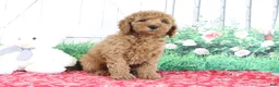 Mini Goldendoodle dogs for sale: Thunder - Ad 1