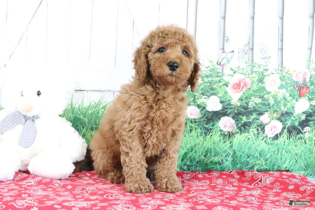 Mini Goldendoodle dogs for sale: Thunder - Ad 1